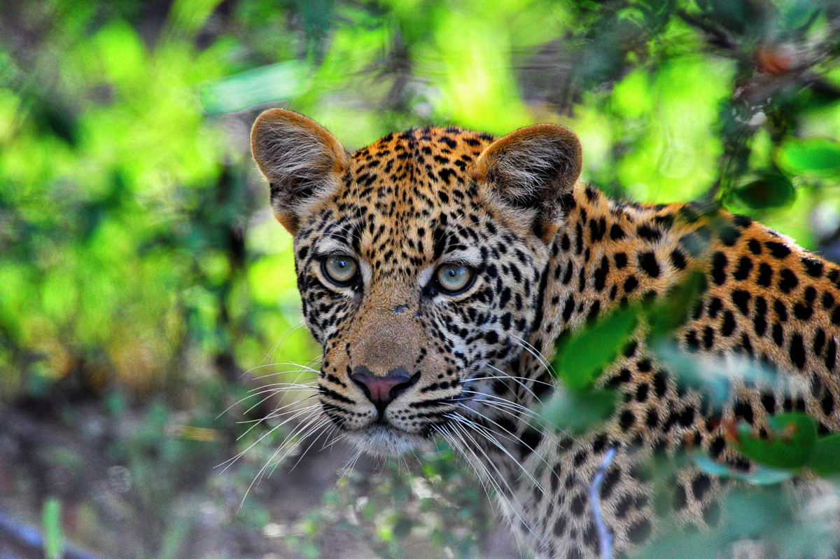 "Our one and only" Pafuri Leopard taken on a self-drive, on the H1-8 between Baobab Hill and Luvuvhu Bridge in the Northern Kruger