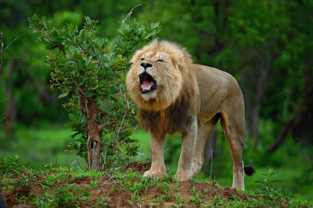 Lion roaring on termite mound - near Punda Maria camp in Kruger Park