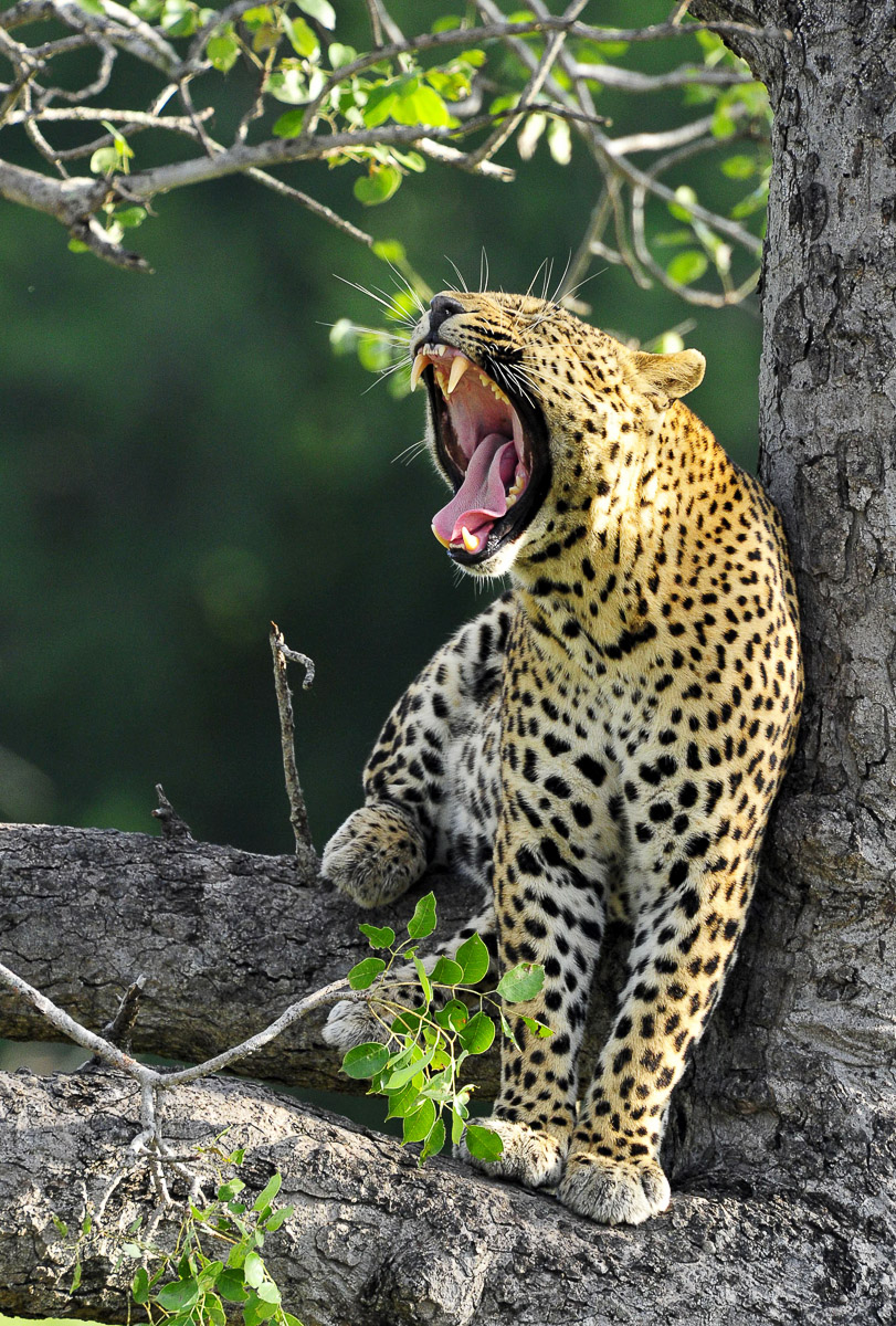 Leopard Yawning in tree near the S3 in the Kruger Park