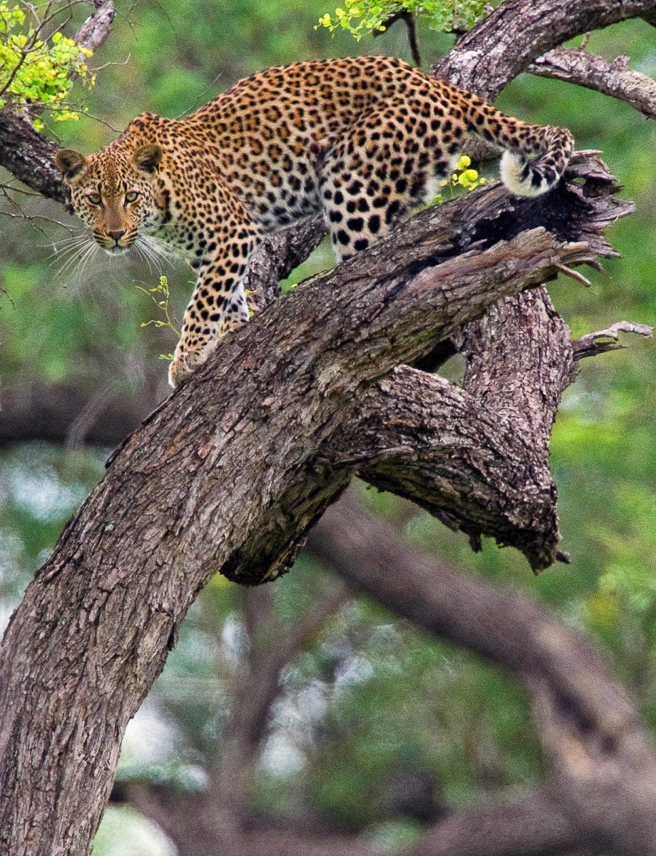 Leopard in tree on the S3 in Kruger Park