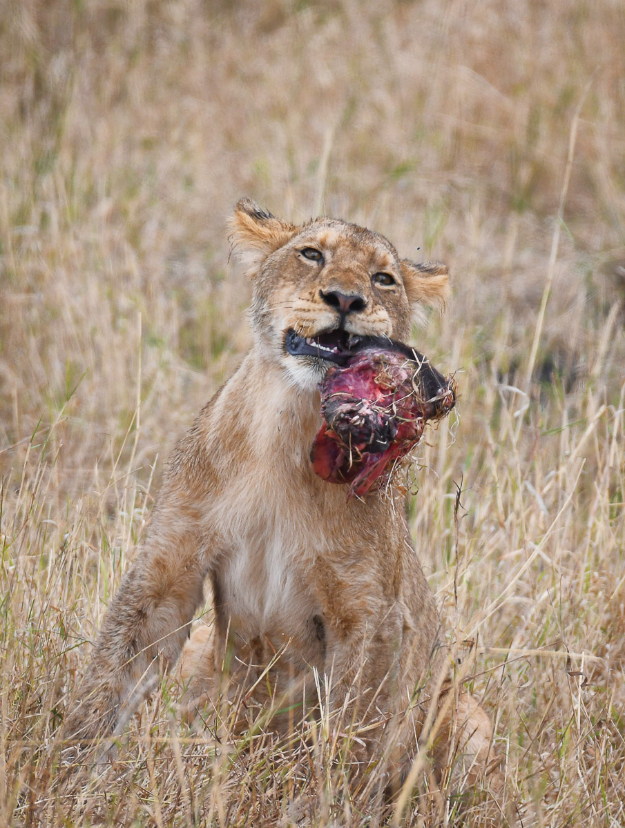 Lion cub with his meal in Kruger National Park