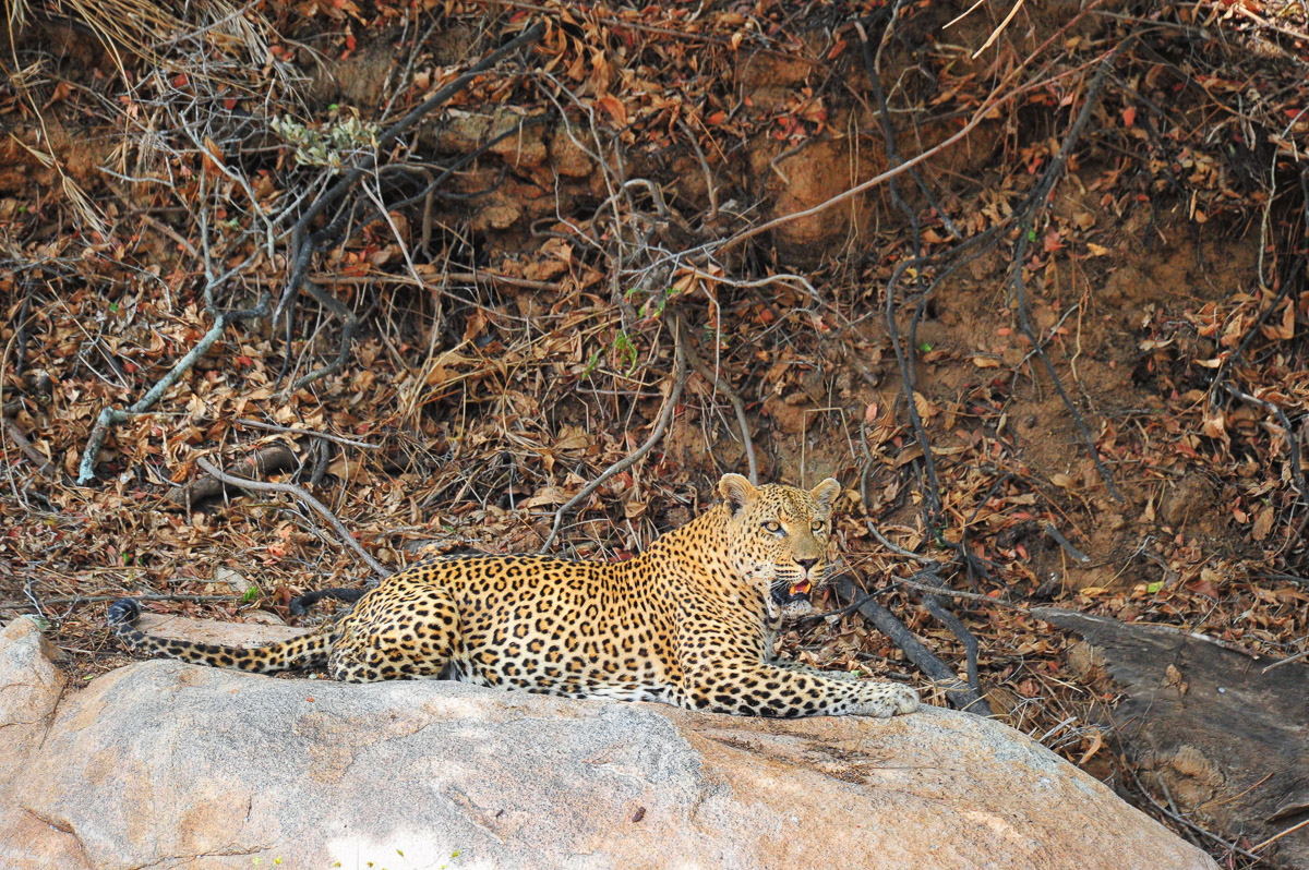 Large male Leopard lying on rock in river bed on the S3 Sabie River road, between Phabeni Gate and Skukuza in the Kruger Park