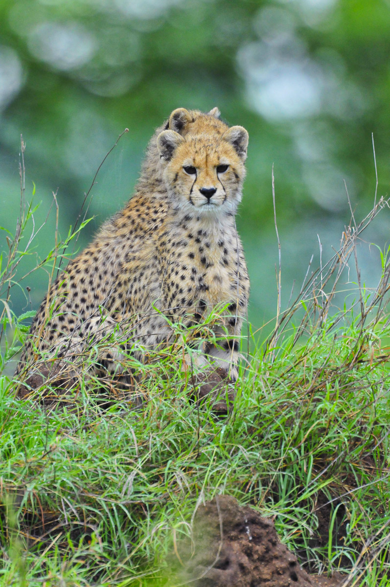 Cheetah cubs on the S30 Salitje road in the Kruger Park
