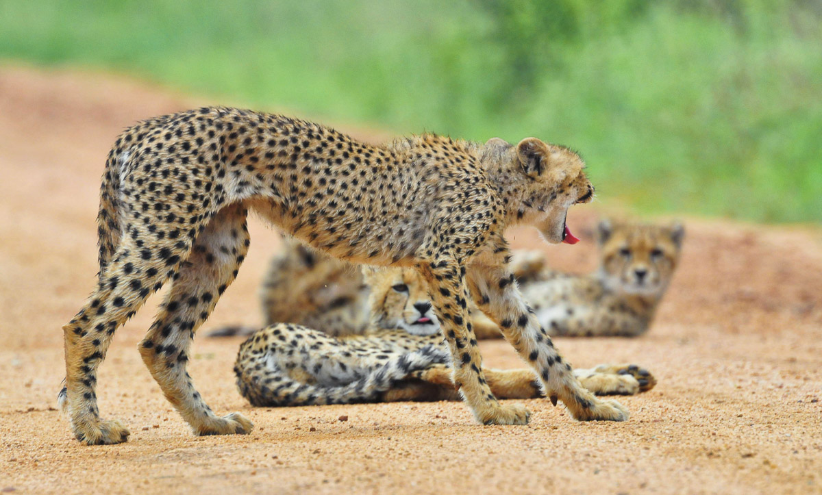 Yawning Cheetah on Salitje road in the Kruger Park