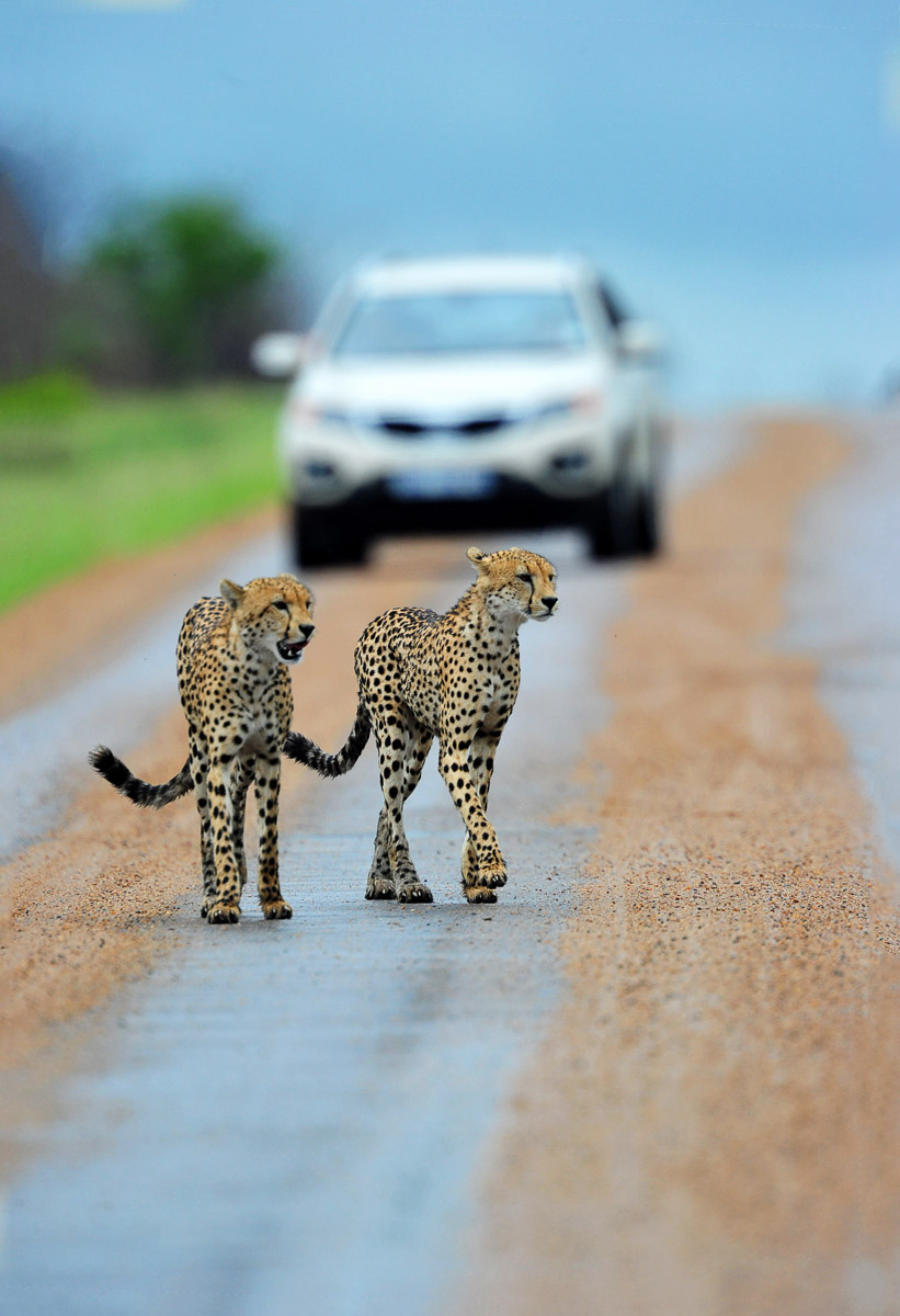 Cheetahs on H1-7 near Shingwedz In the Kruger Park