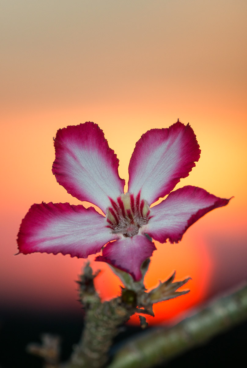 Impala Lily Flower with the Sun image taken in Shingwedzi Camp in the Kruger National Park