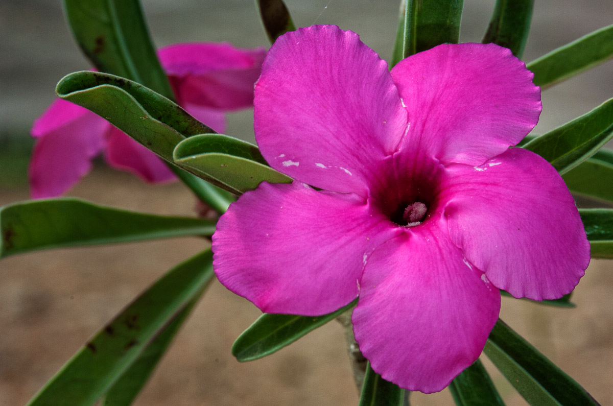 The Swazi Lily is the summer flowering Impala Lily, also known as the Sabie Star, image taken in the Kruger National Park