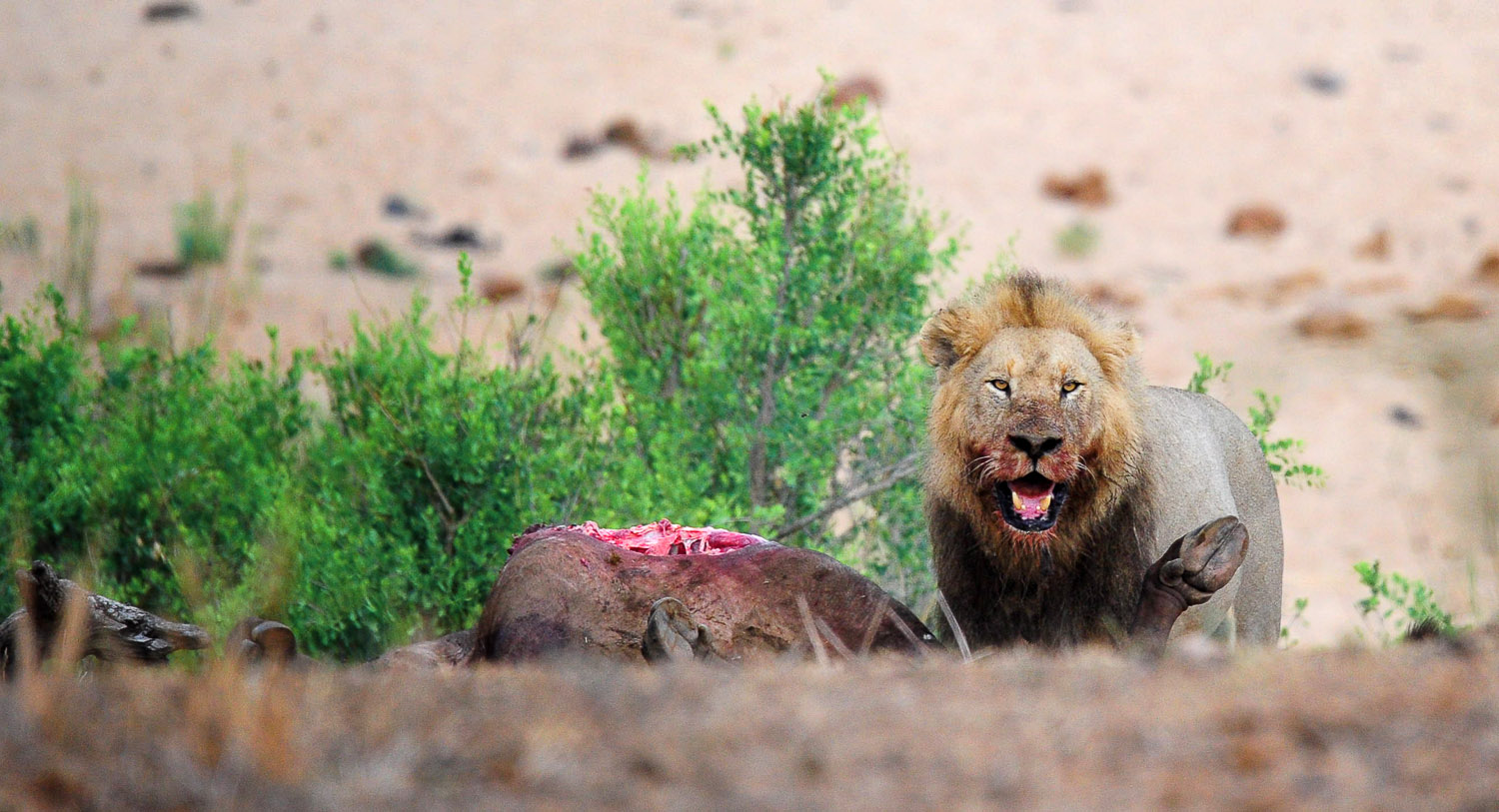 Male lion eating buffalo kill in Kruger Park