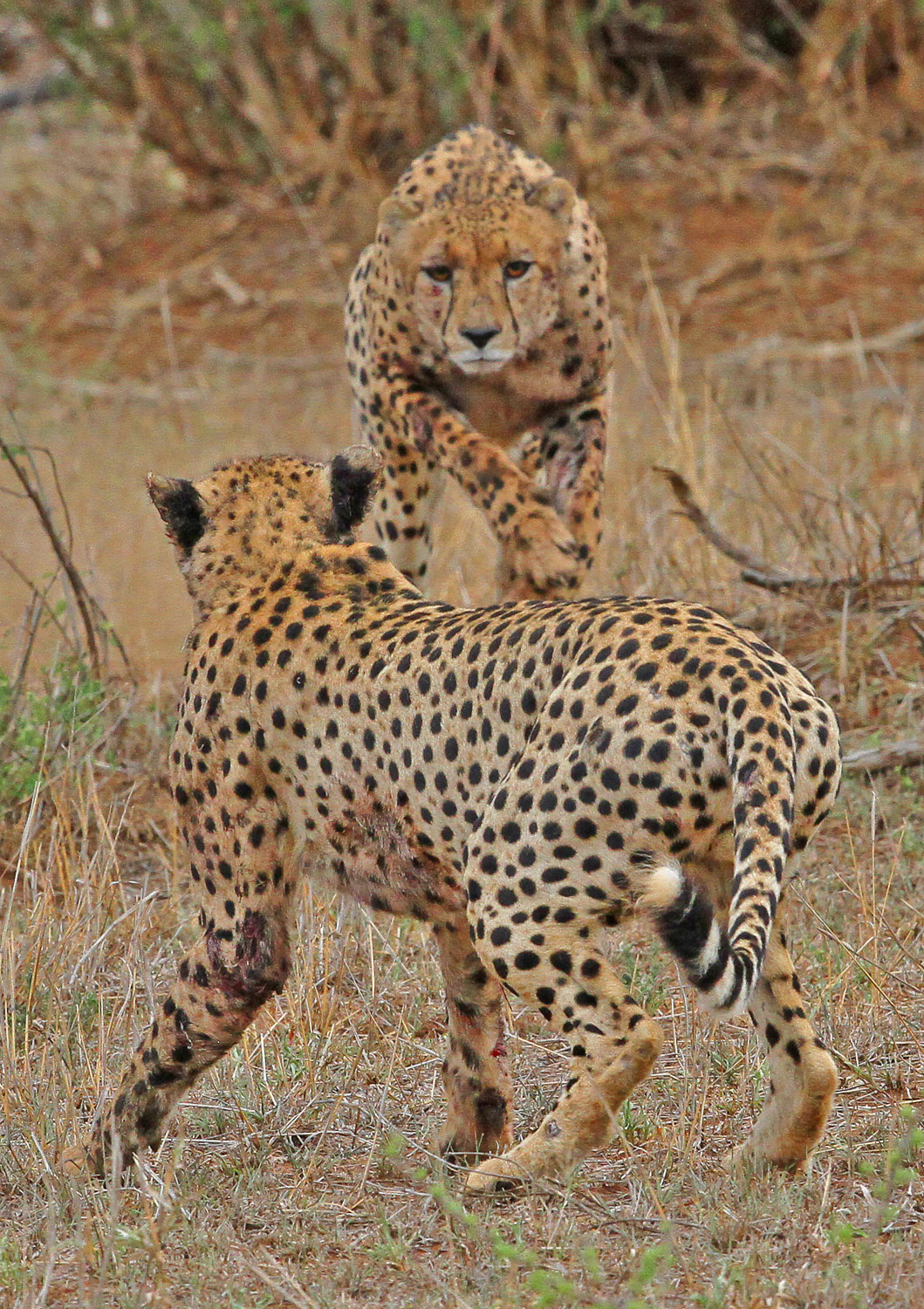 Cheetah males fighting on the H1-3 near Mazithi in the Kruger Park