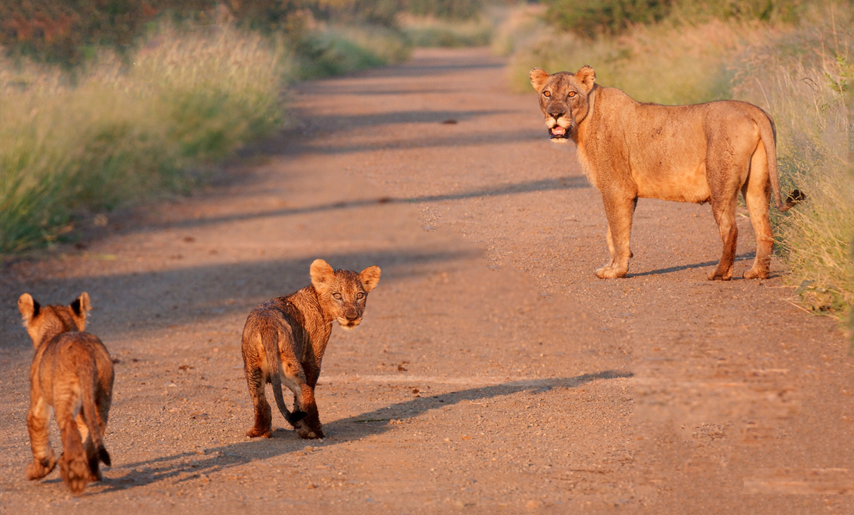 Lioness with her cubs in Kruger Park