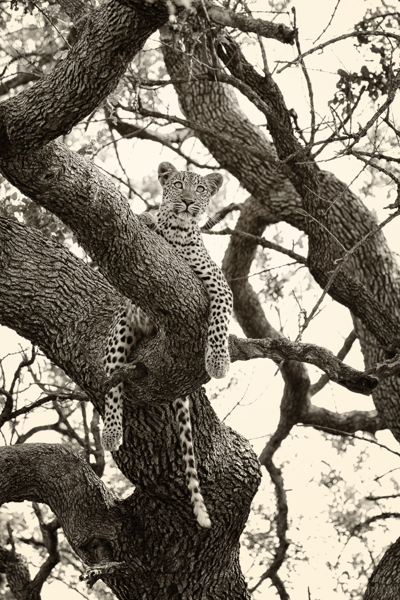 Leopard lying in tree on the S1 Doispan road in the Kruger Park