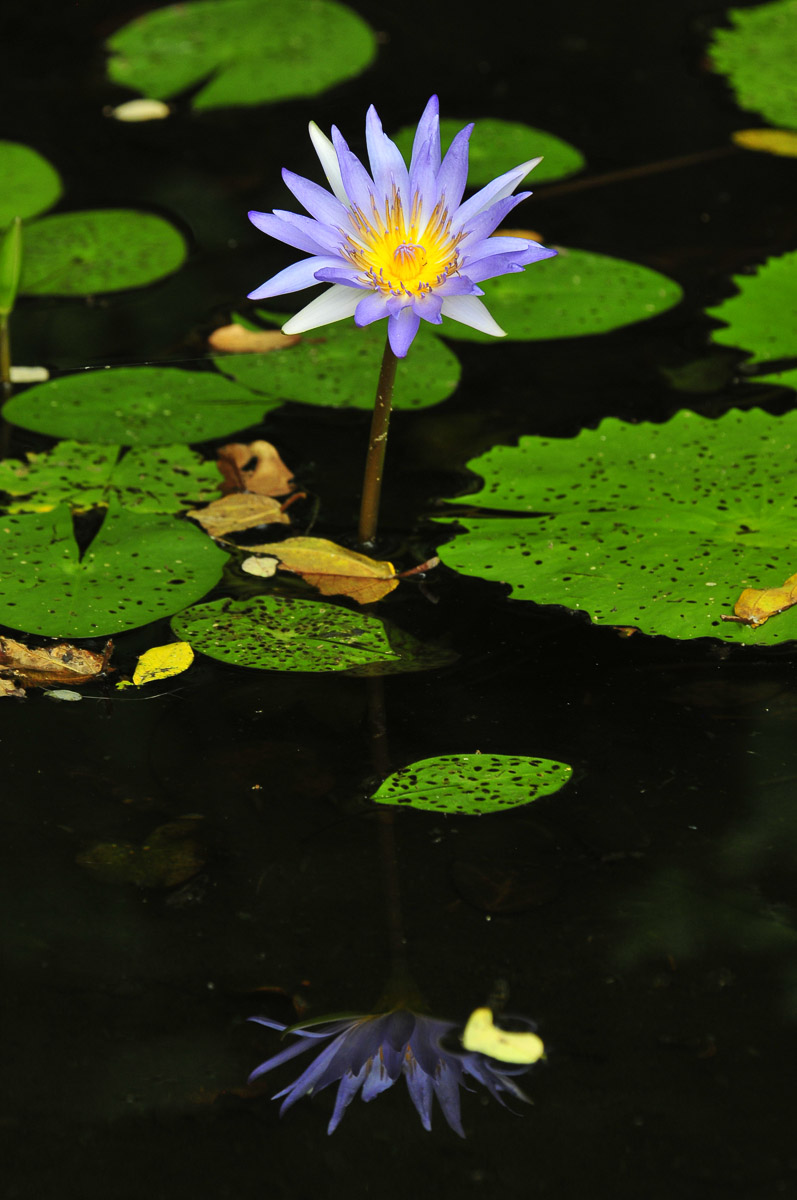 Waterlily, image taken while walking in Skukuza Camp in the Southern Kruger National Park