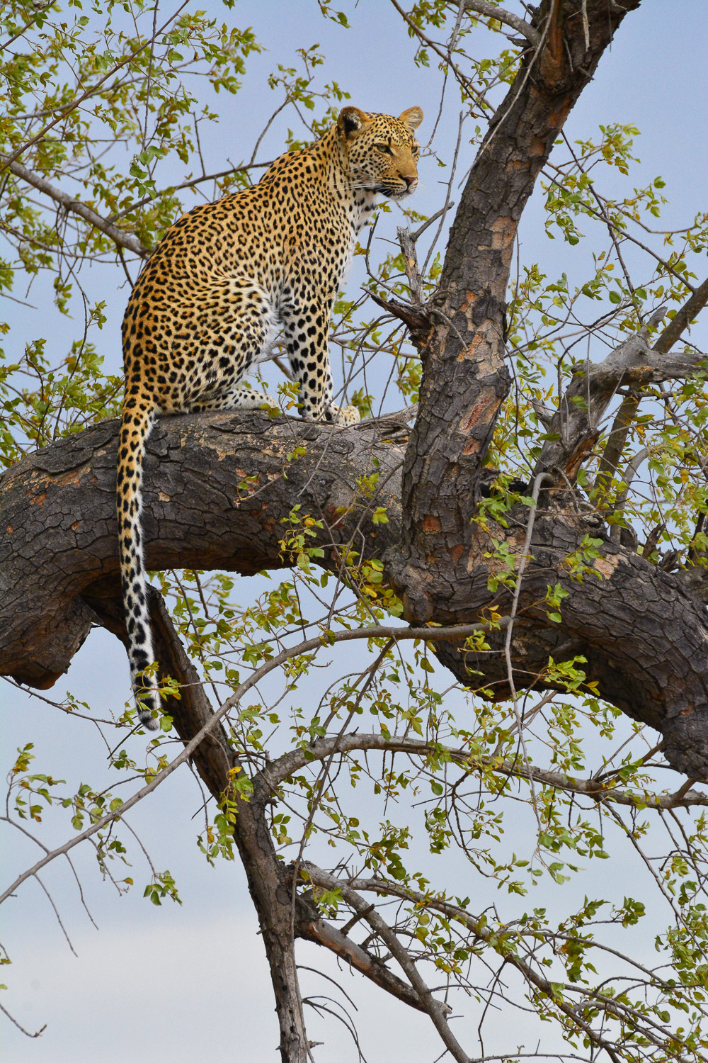 Leopard sitting in tree near Tshokwane Picnic site on the H1-3 in the Kruger Park