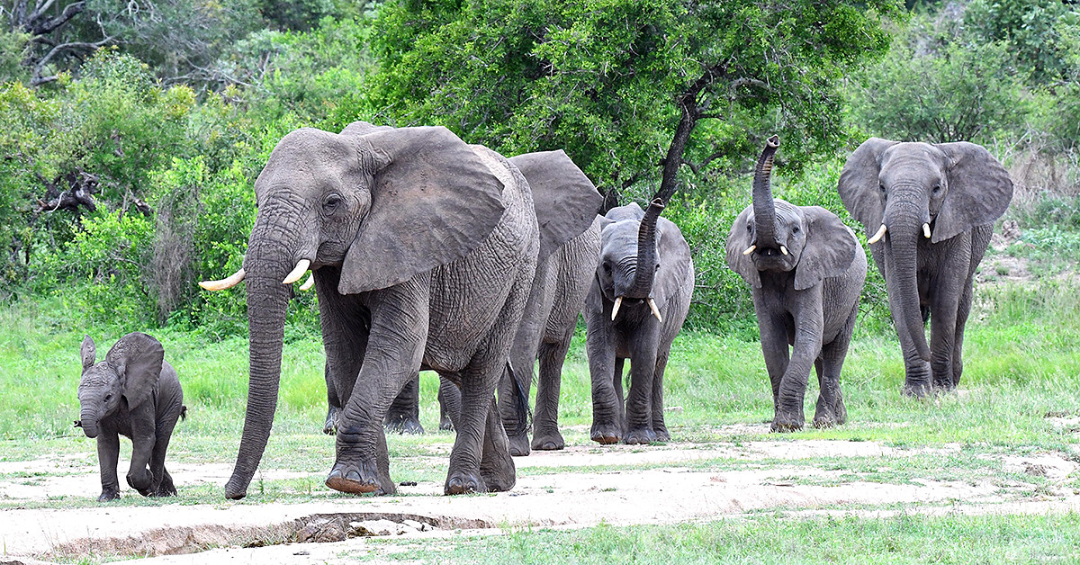 Elephants heading to the N'Waswitshaka waterhole on the S65 near Skukuza in the Kruger Park