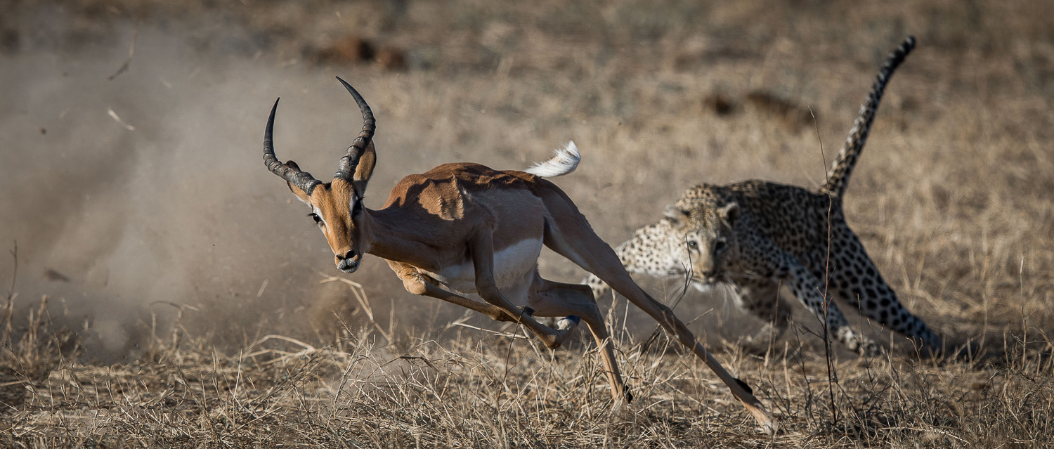 The chase! Leopard chasing Impala at De Laporte waterhole on the H1-1 near Skukuza in Kruger Park