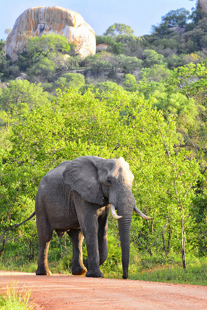Elephant bull walking on the S22 with Shirimantanga Koppie in the background near Skukuza in the Kruger Park