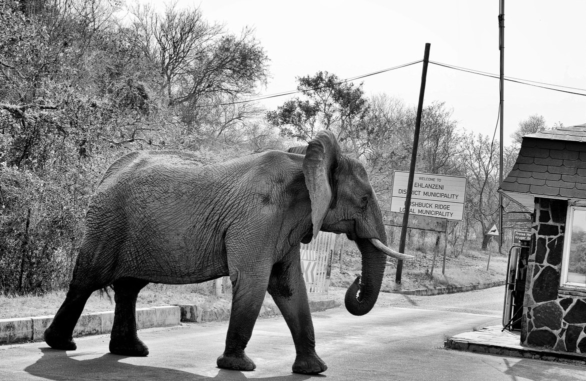 An Elephant road block at Paul Kruger Gate in the Kruger Park