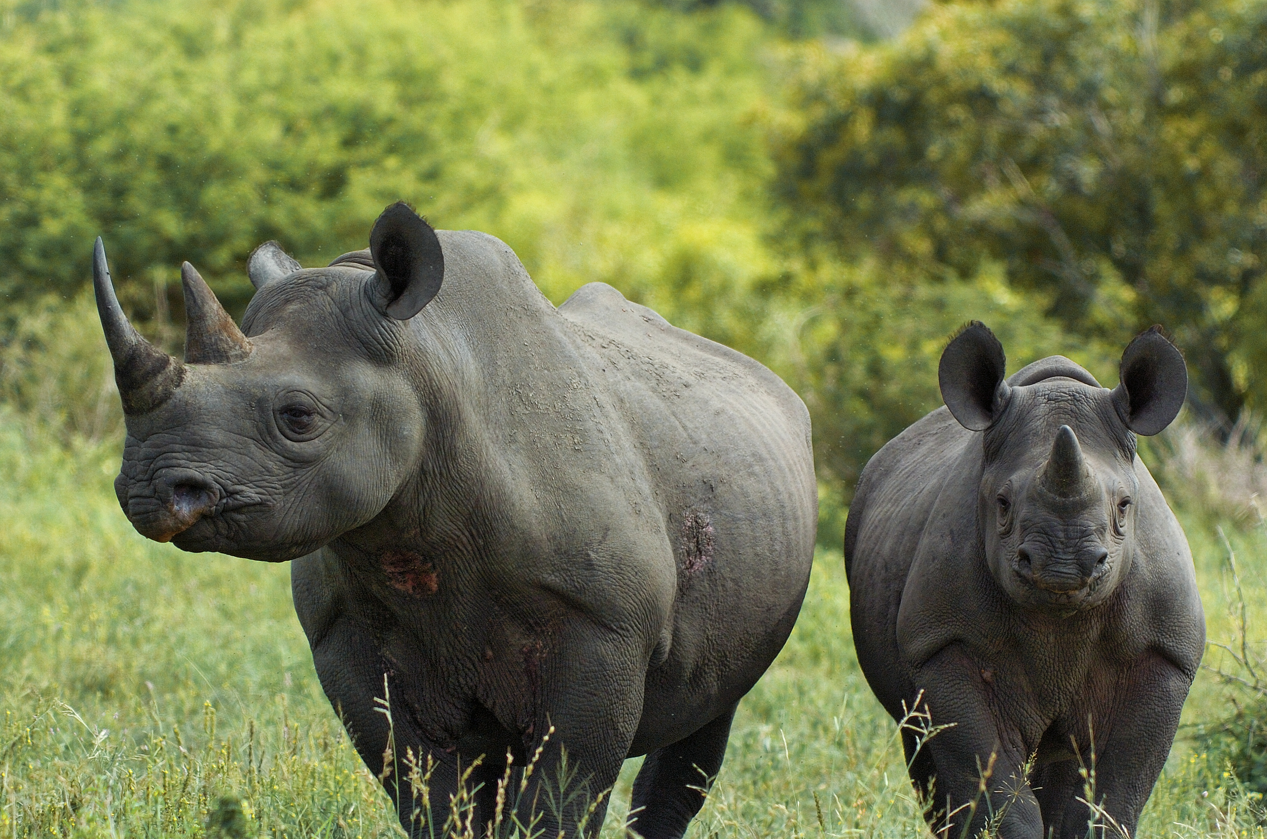 Бело черный носорог. Камерунский черный носорог. Камерунский подвид черного носорога. Черный носорог носорог. Западно-Африканский черный носорог.