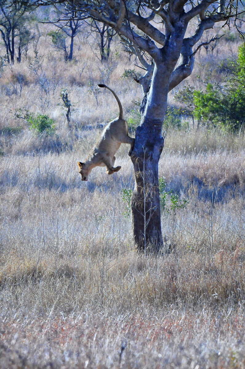 Lioness descending tree after hyenas stole her kill!