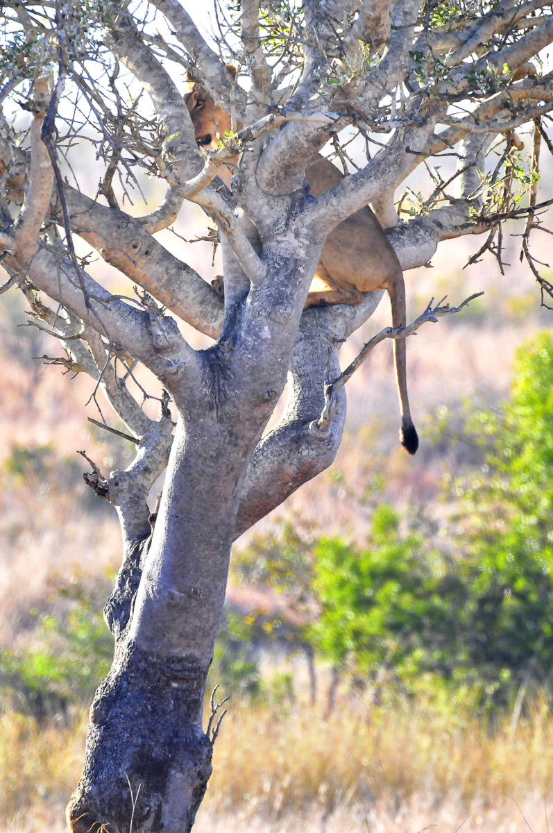 Lioness chased up tree by hungry hyenas in Kruger Park
