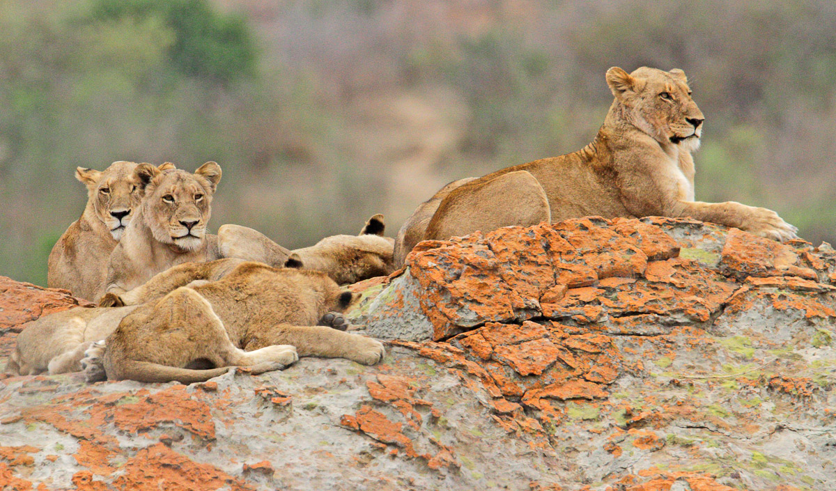 Lions at Lubye-Lubye rocks, Kruger Park
