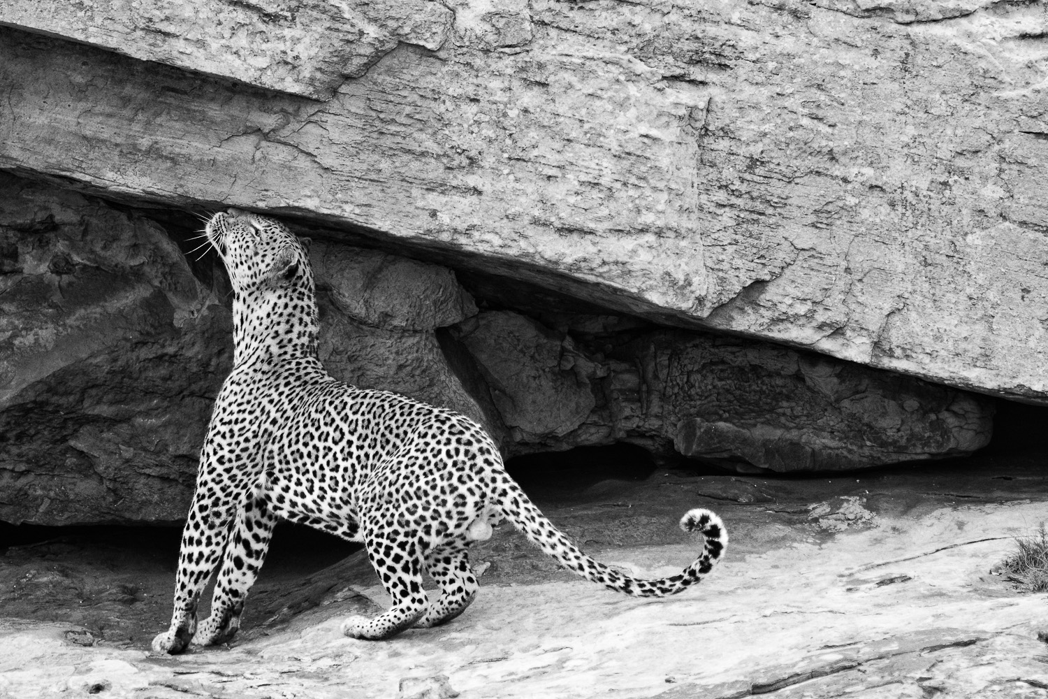 Leopard on Lubye lubye rocks, taken from the Lubye lubye bridge on the H4-1 near Lower Sabie in the Kruger Park