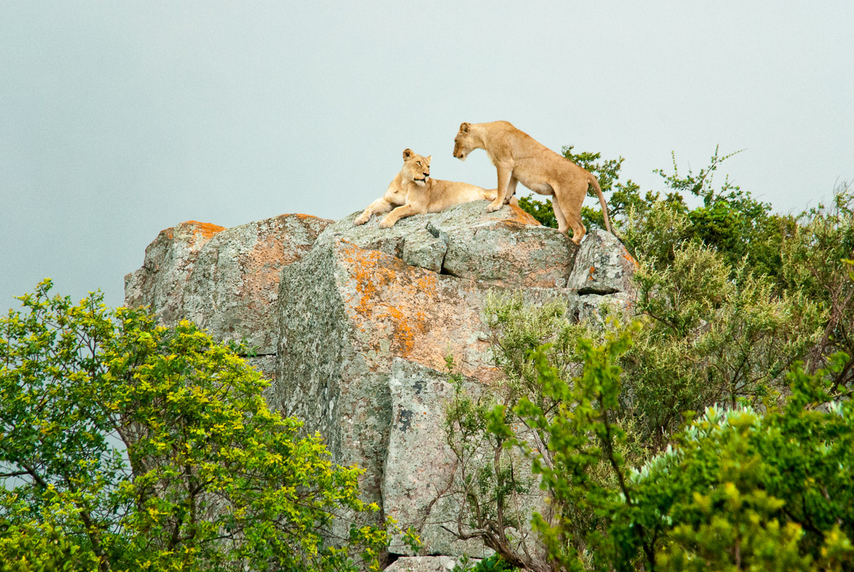 Lions on rocks near Nkumbe viewpoint in Kruger Park