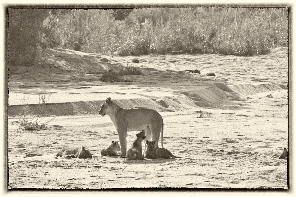 Lioness with cubs near Lubyelubye rocks in Kruger Park