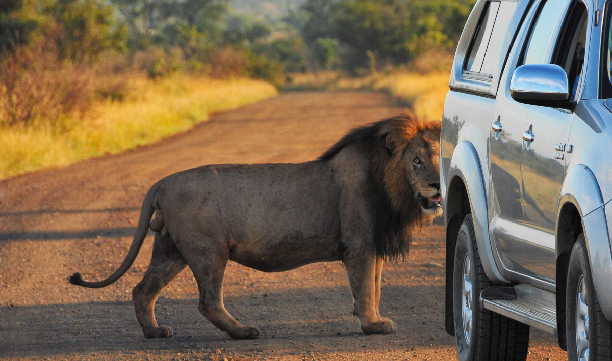 Male lion behind vehicle in Kruger Park