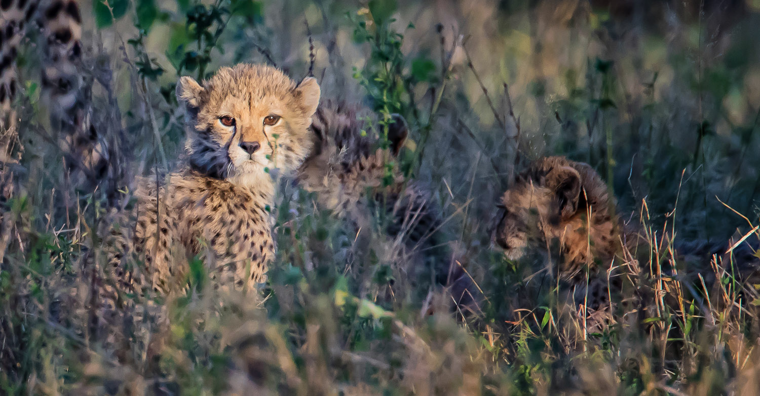 Cheetah cubs taken near Crocodile Bridge in Kruger Park