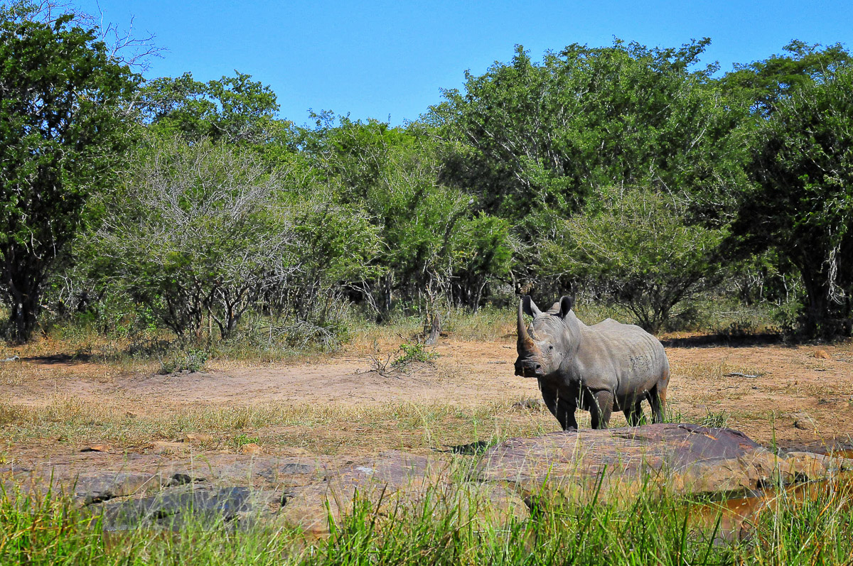 White Rhino heading for a drink at a waterhole in the South of Kruger Park