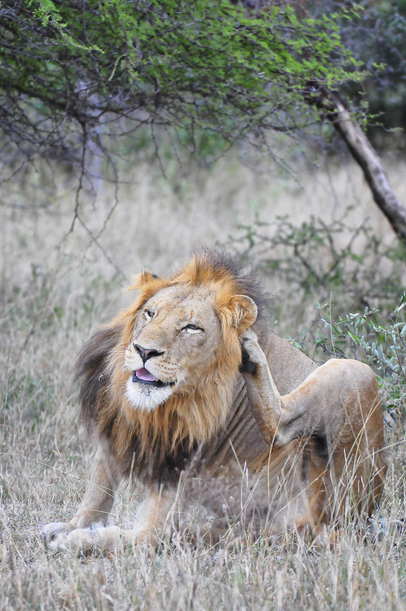 Male lion having a scratch on the southern circle - Kruger Park