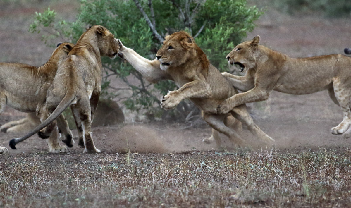 FIGHT CUB! Trevor Barnett captures dramatic play fight between lion siblings  that got rough.