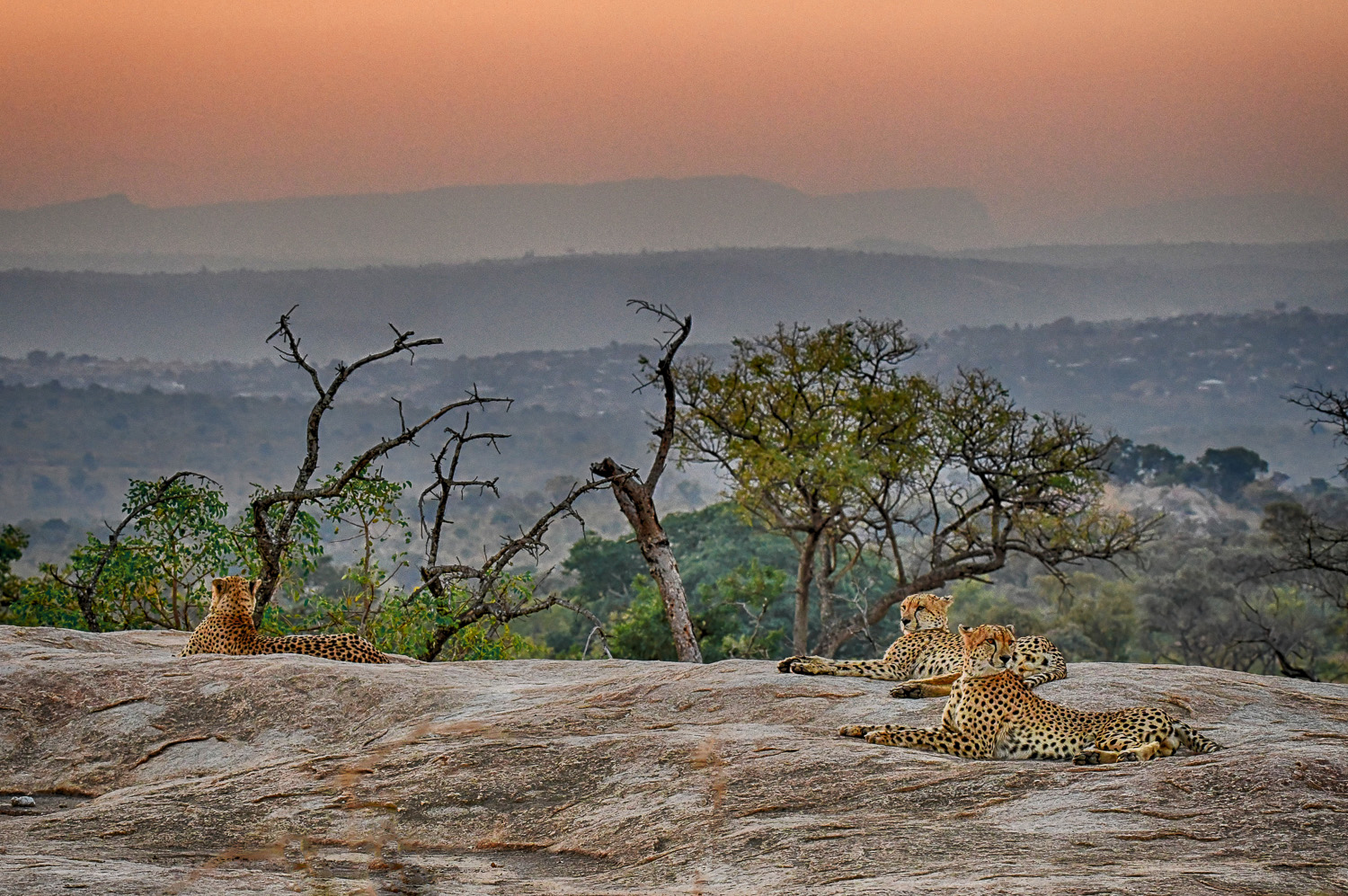 Cheetahs lying on Flat rock at sunset on the S3 near Pretoriuskop in the Kruger Park
