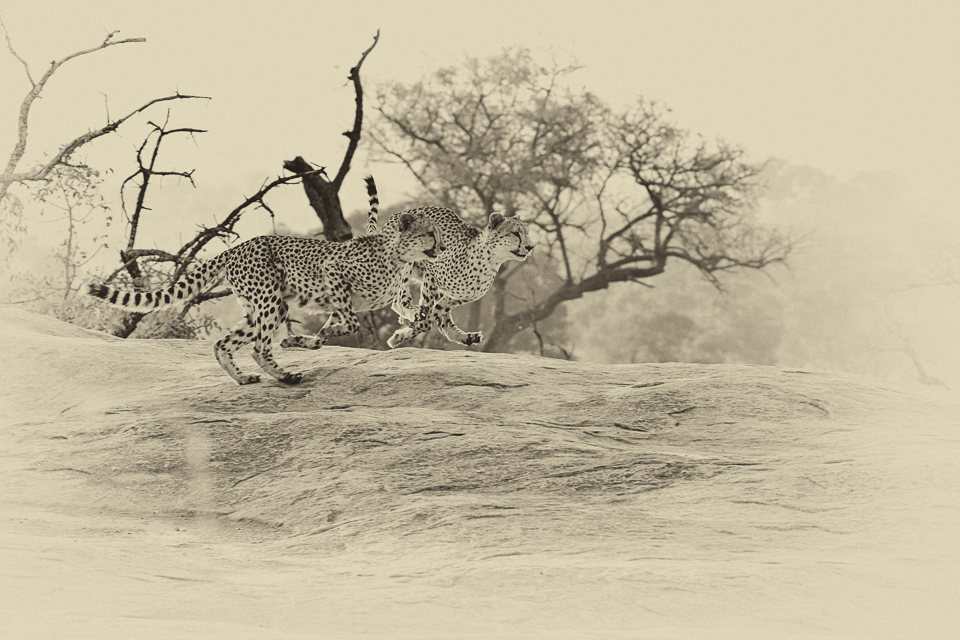 Cheetahs running on Flat rock on the S3 near Pretoriuskop in the Kruger Park