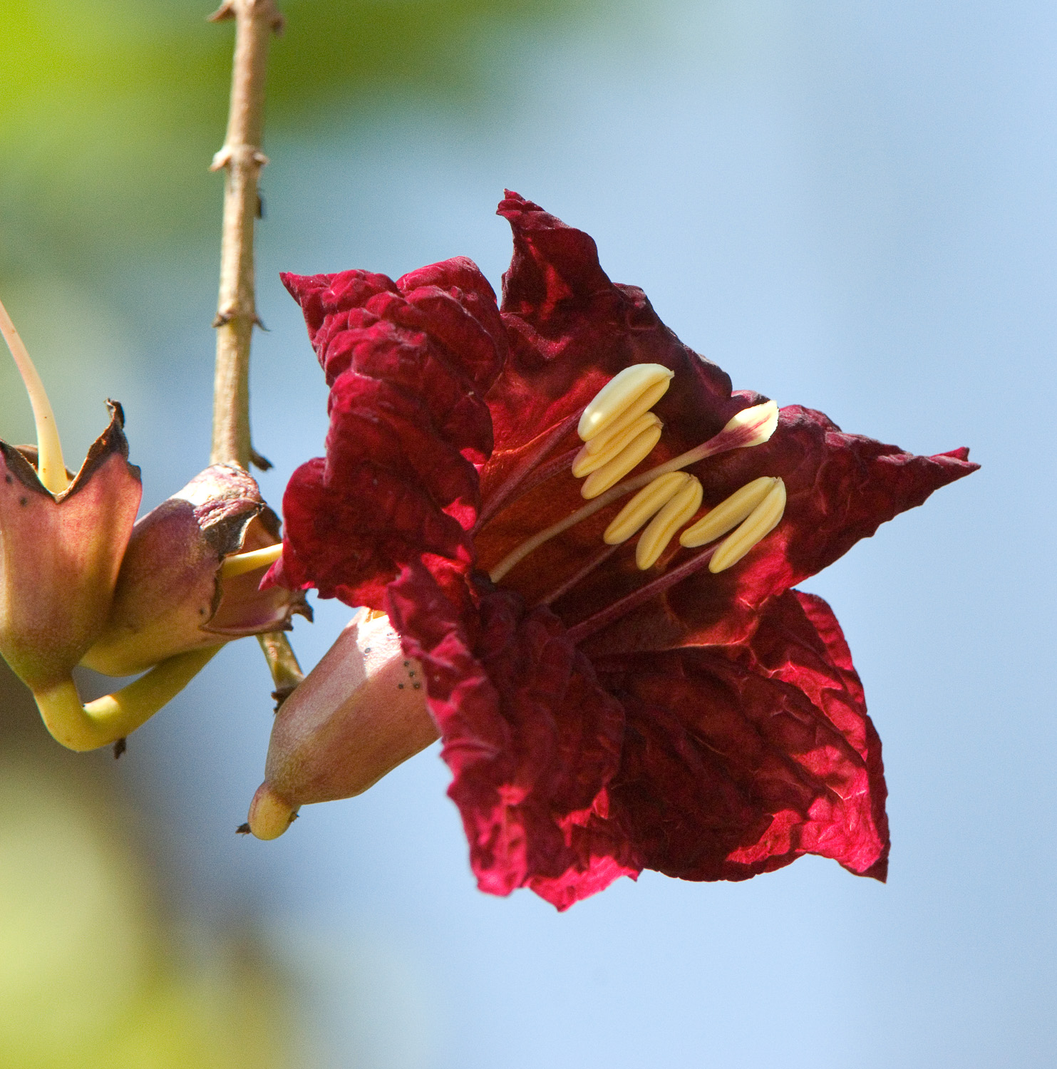 Sausage Tree flower taken at Bongani Mountain Lodge in the Greater Kruger National Park