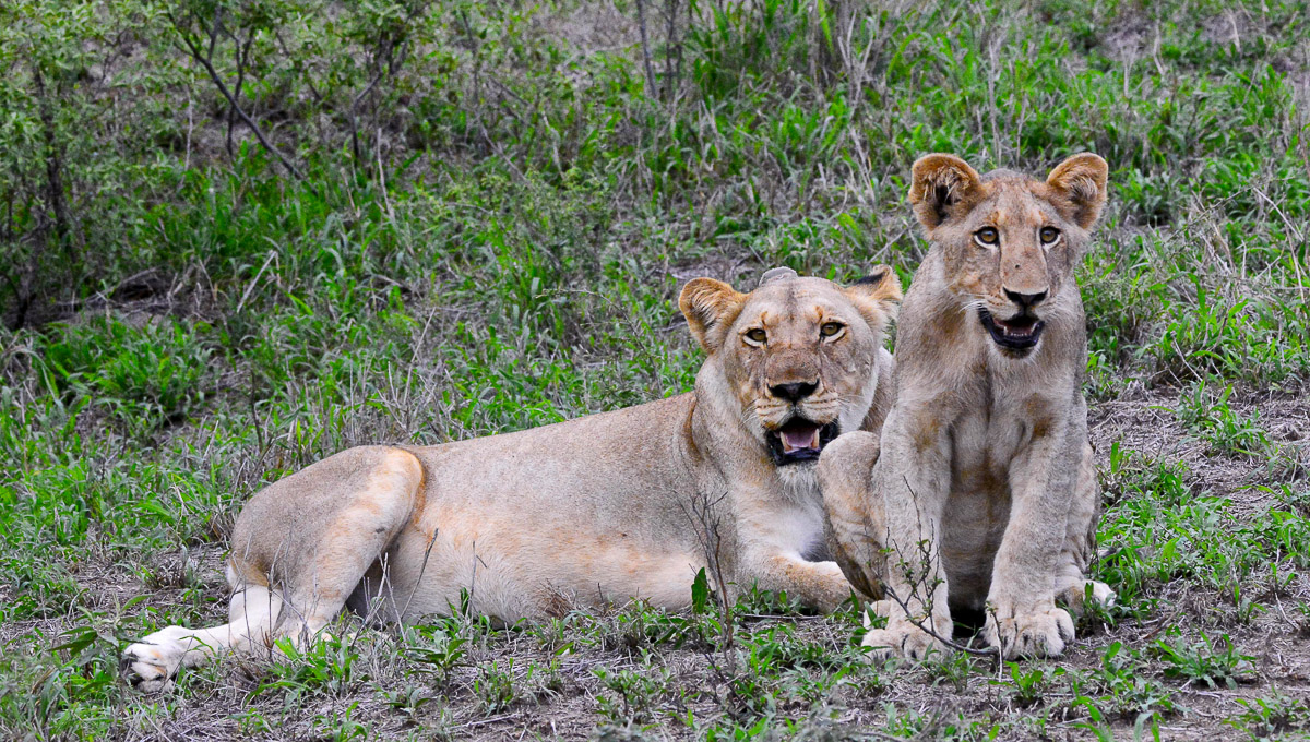 lioness and cub near Bongani mountain lodge - Kruger Park