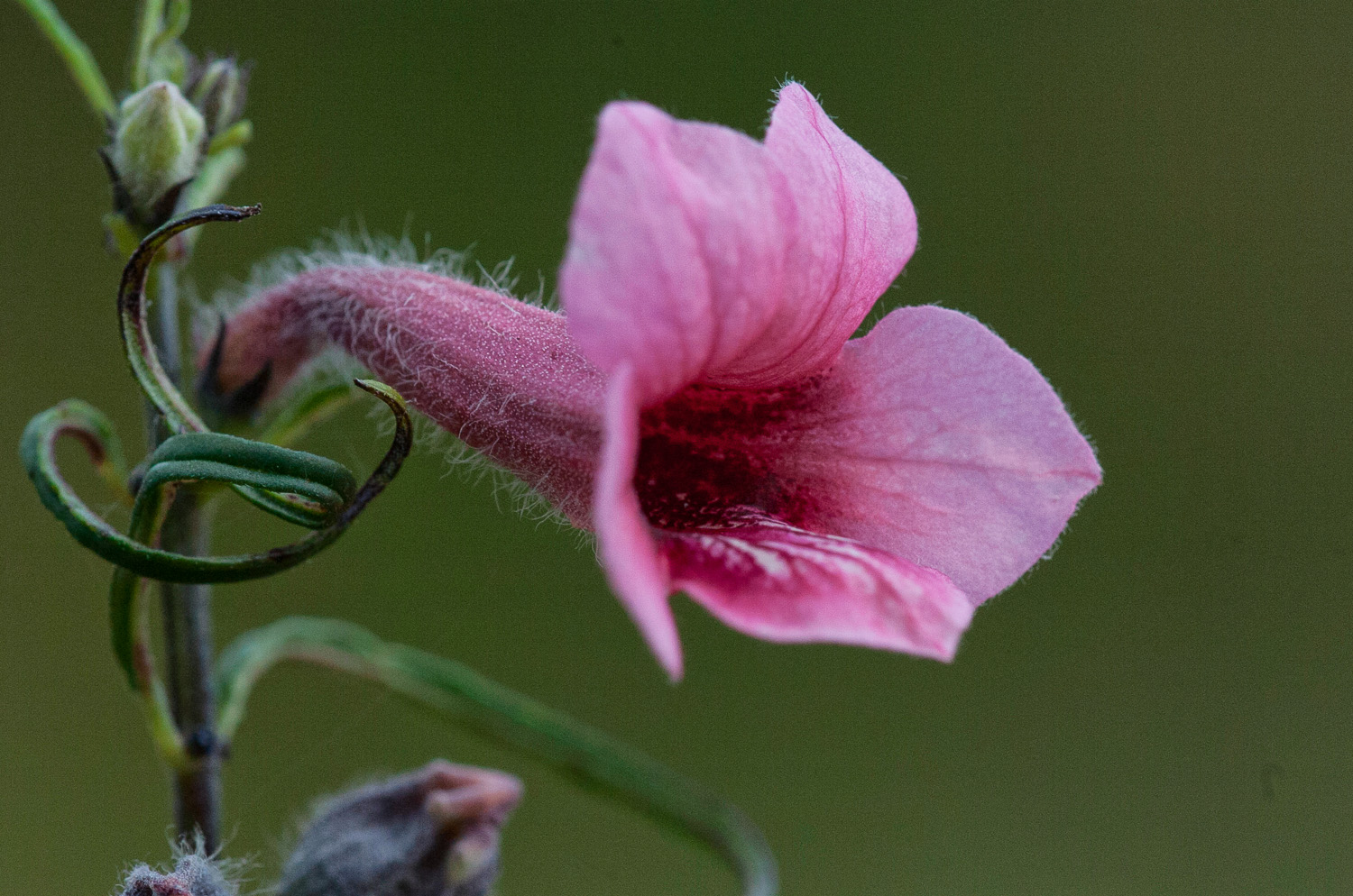 Thunderbolt Flower , image taken on a self -drive in the Kruger National Park