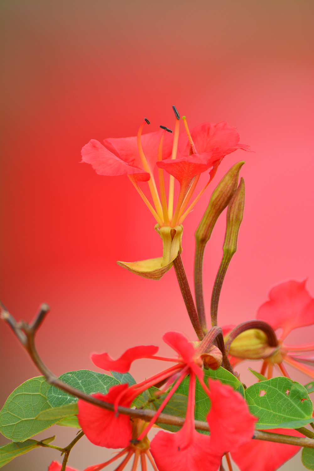 Pride of De Kaap Flower, image taken at Bongani Mountain Lodge in the Greater Kruger National Park