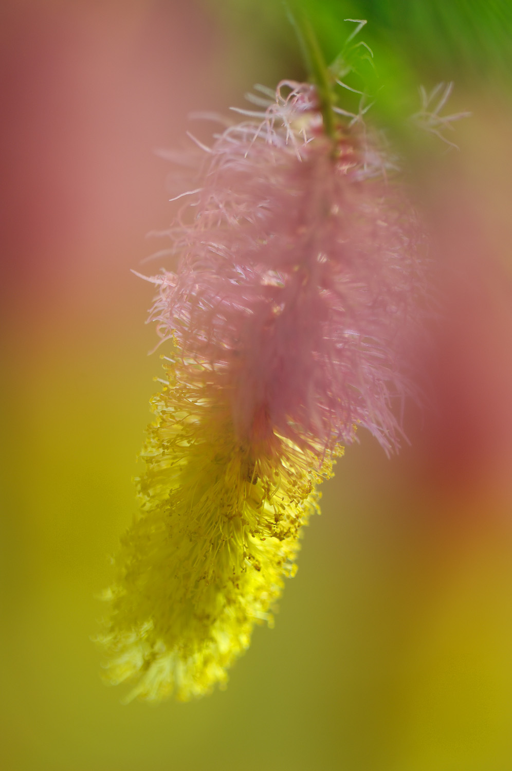 The Lilac and Yellow Sickle Bush Flower or maybe a more descriptive name, Chinese Lantern Flower, image taken in the Kruger National Park