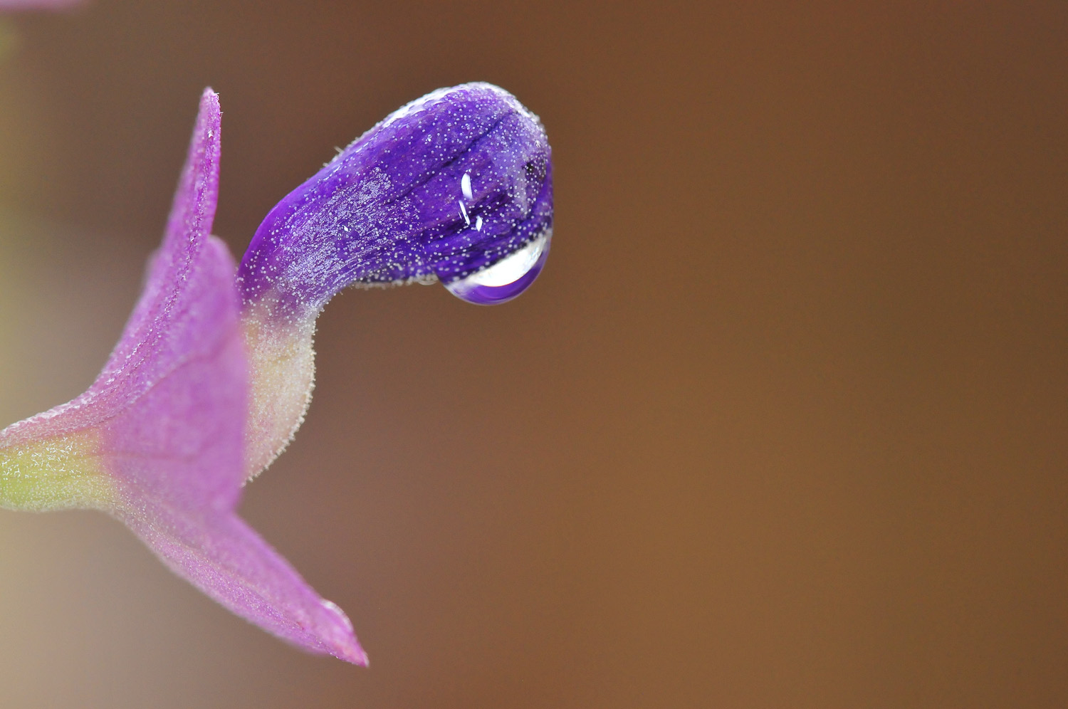 Rain drop on the Purple Wild Parasol Flower, image taken on a walk round Olifants Camp in the Kruger National Park