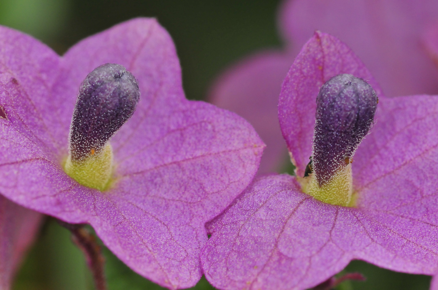 Wild Parasol flowers taken at Olifants Camp in the Kruger National Park
