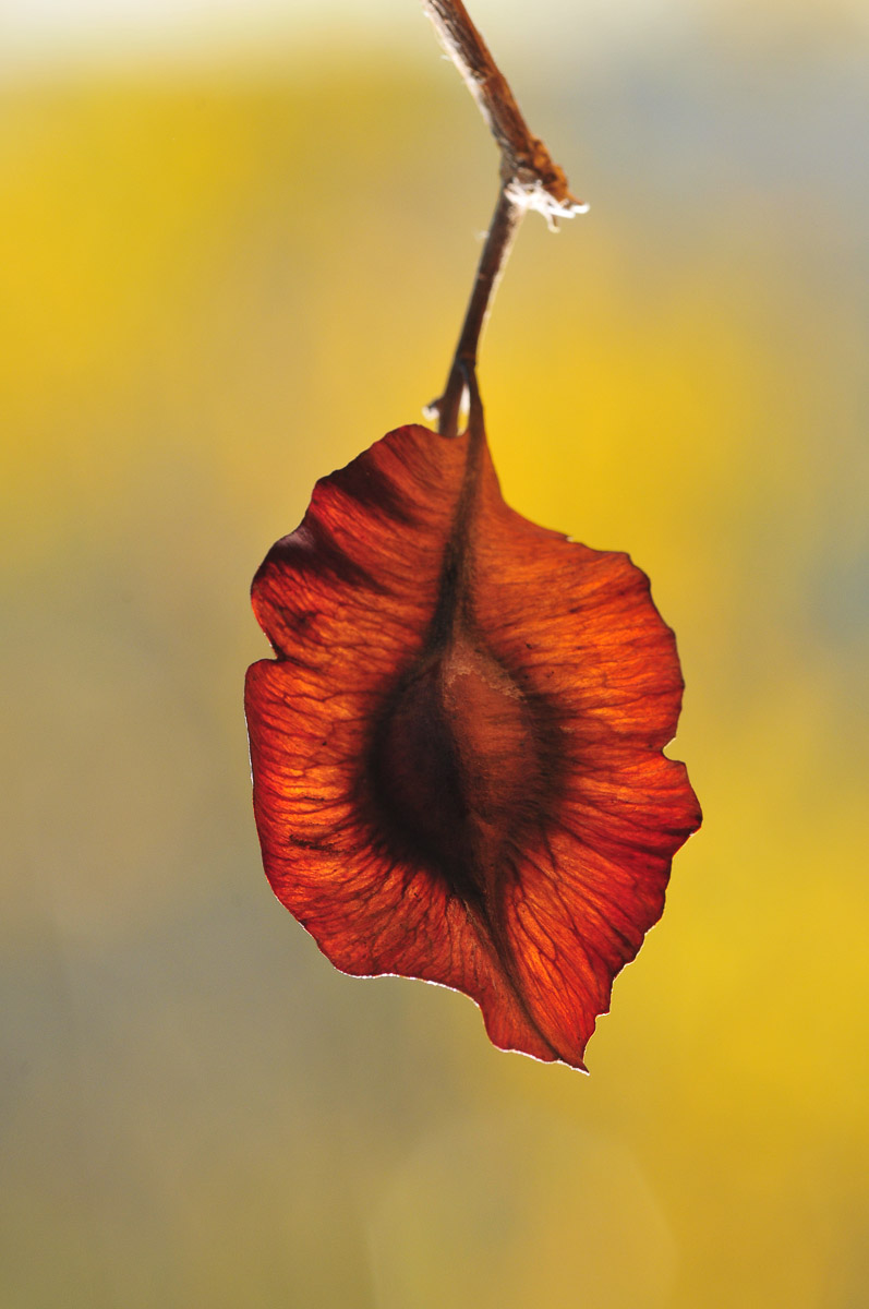 The Purple Pod Cluster-leaf found in the Kruger National Park