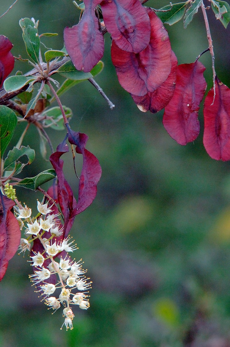 Creamy-White Flowers of the Purple Pod Cluster-Leaf tree, image taken on a self-drive in the Kruger National Park