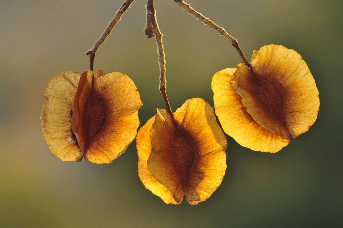 Russet Bushwillow Pod taken in the Kruger National Park