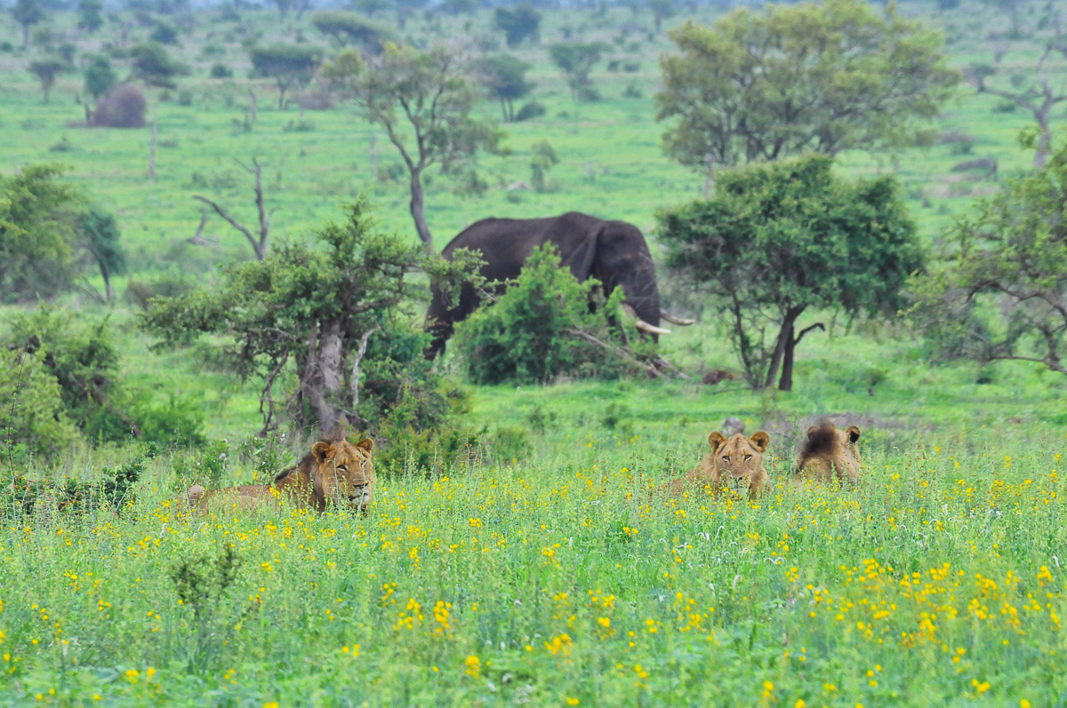 Lions in wildflowers with elephants in the background