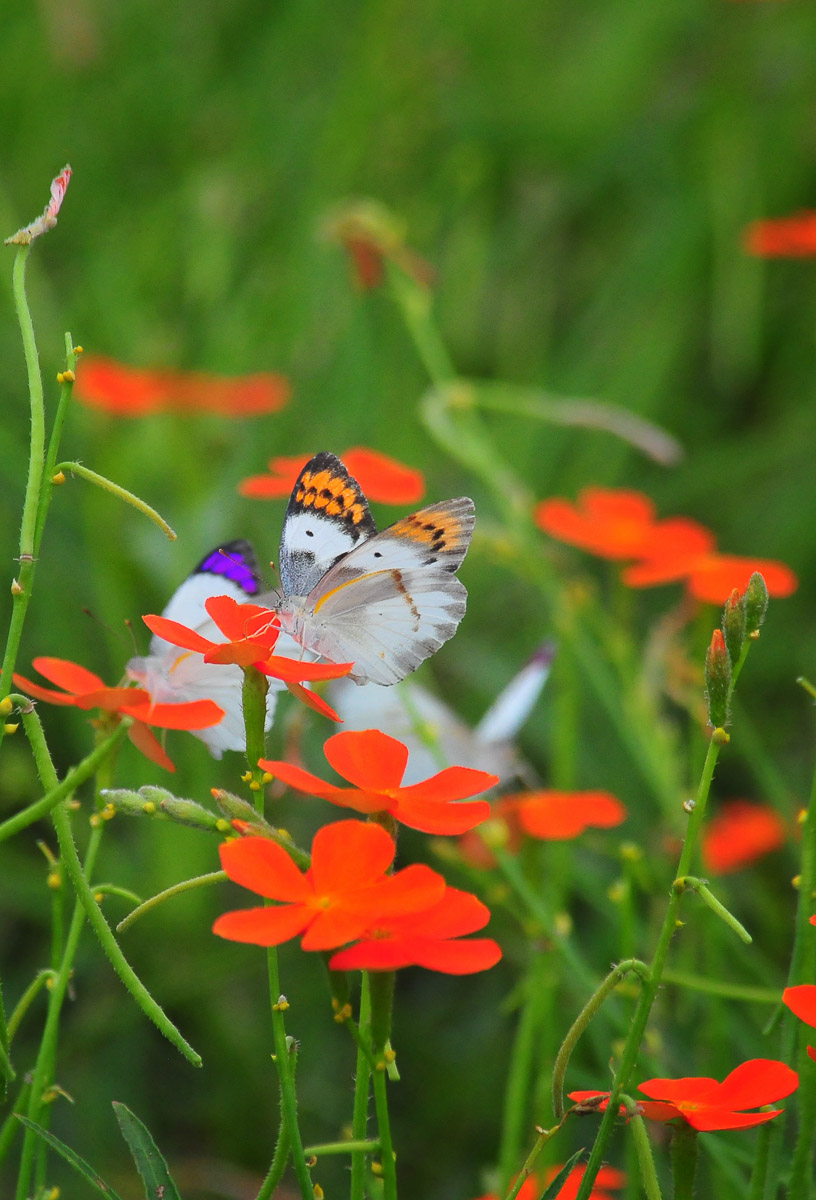 Butterflies on the Lion's eye flower, image taken in the Kruger National Park