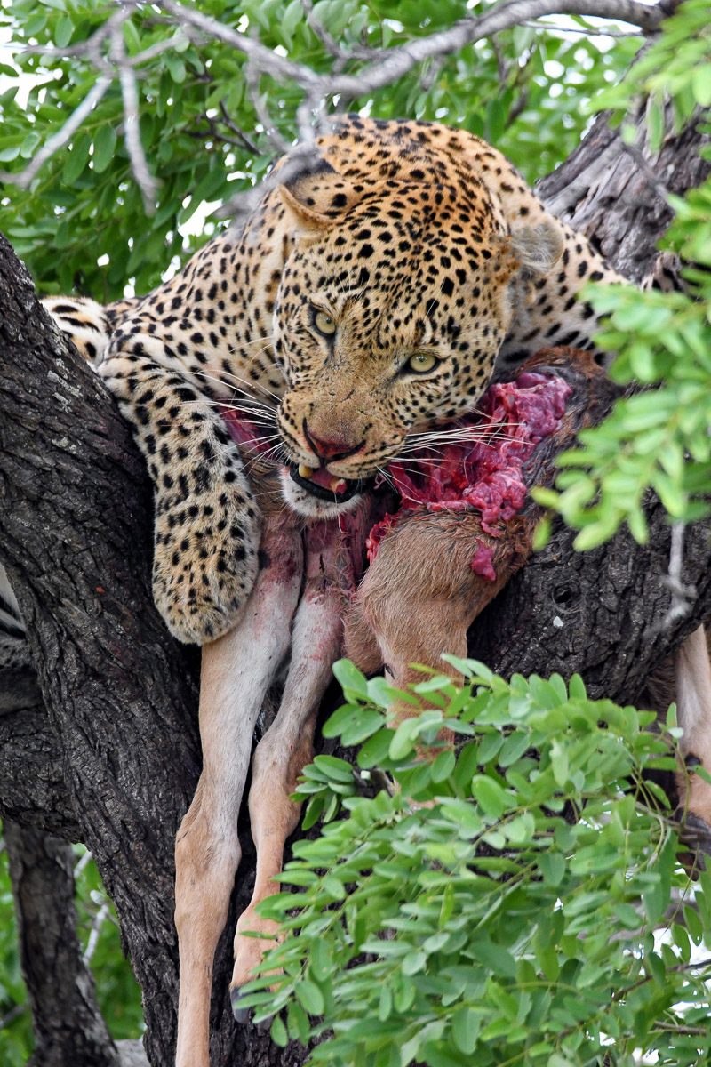 Leopard with kill in tree near Tamboti Camp in the Kruger Park