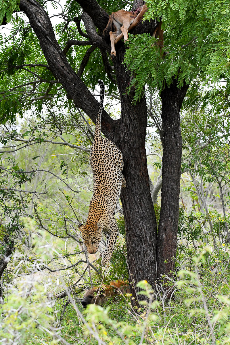 Leopard jumping out of tree and leaving his kill for later with hyena in back ground on the Tamboti camp road