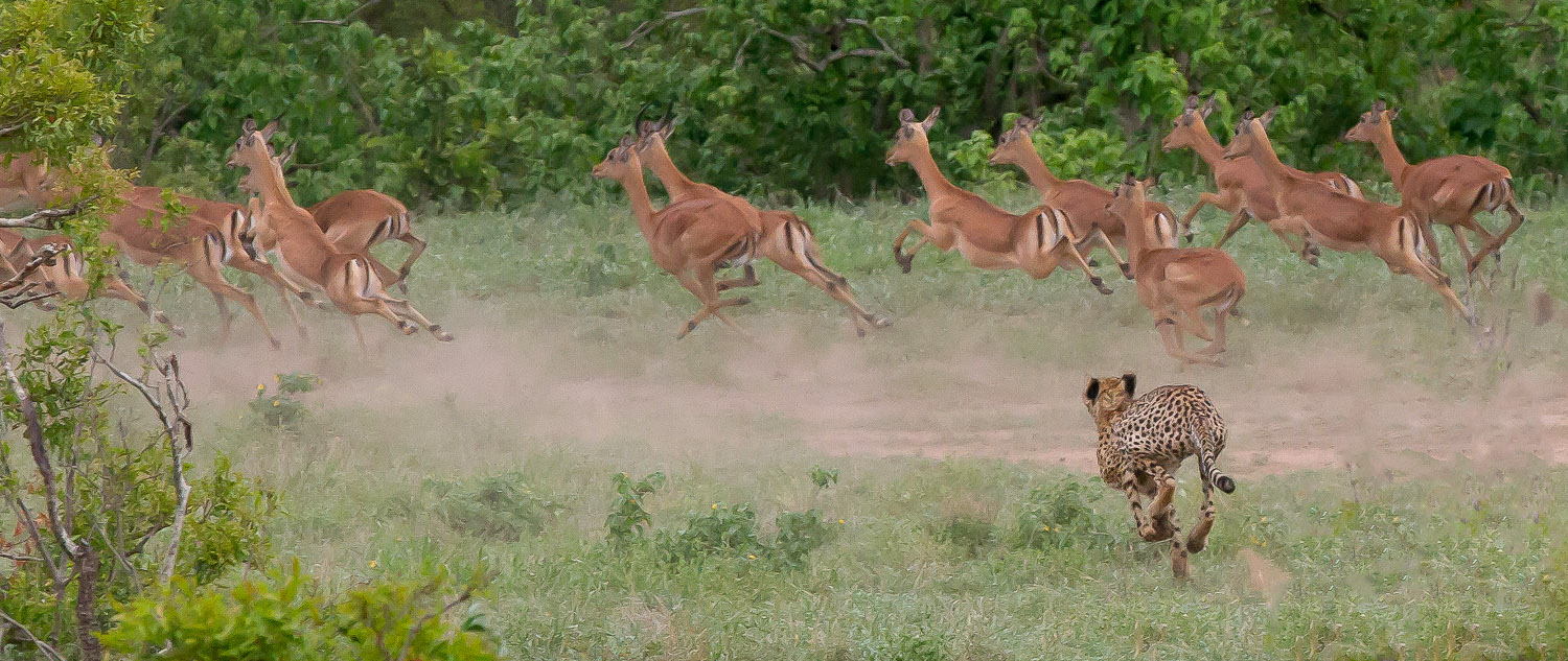 Cheetah chase on the S100 near Satara in the Kruger Park